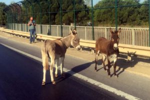 Çevre yoluna giren 2 eşek trafiği karıştırdı