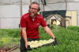 4 fidanla başladı şimdi tonlarca pepino meyvesi üretiyor