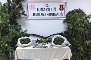 Bursa'da ektikleri kenevirleri sularken yakalandılar