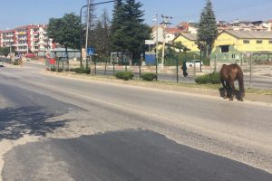 Bursa İnegöl'de başı boş atlar tehlike saçıyor
