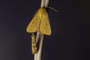 Gece kelebekleri kayıt altına alınıyor