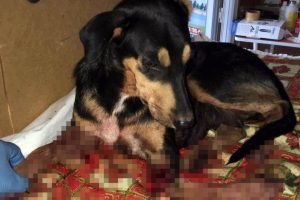 Sokak köpeğini acımasızca vurdular