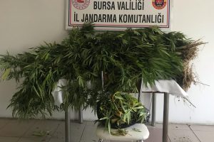 Bursa'da jandarmadan uyuşturucu operasyonu