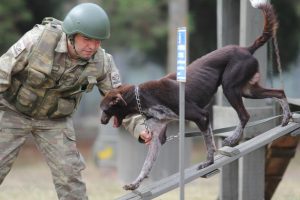 Sınır ötesi operasyonlara yerli ırk köpek! Bursa'da eğitiliyor