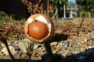 Bursa'da yumurtanın içinden yumurta çıktı 