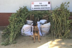 Bursa'da şüphelendikleri araç kenevir tarlasına götürdü!