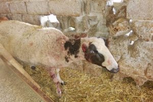 Bursa'da ahıra giren sokak köpekleri 6 koyunu telef etti