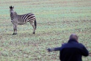Otobanda kazaya yol açan zebra öldürüldü