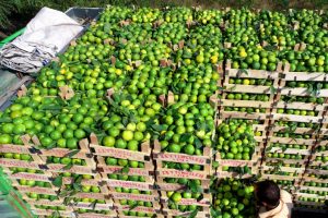 Irak'a mandalina ihracatı durdu, tırlar gümrükten döndü