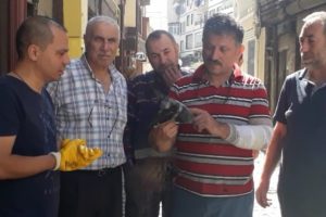 Yaralı güvercine vatandaş şefkati