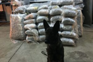İpsala'da 335 kilo esrar ele geçirildi