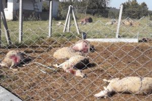 Kandıra'da aç kalan köpekler koyunları telef etti