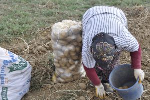 Şuhut'ta kışlık patates hasadı başladı