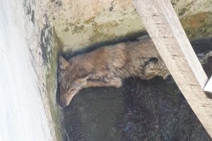Havuza düşen kurdu itfaiye kurtardı