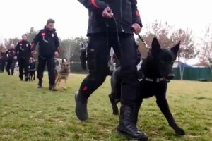 EGM, hassas burunlu köpeklerin eğitim görüntülerini paylaştı