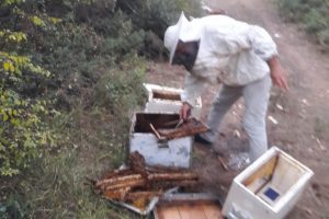 Bursa'da aç kalan ayılar kovanlara saldırdı