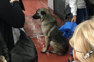 Yağmurda tramvaya sığındı