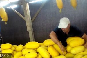 Komşusuna zarar vermek için yüzlerce kavunu bıçakladı
