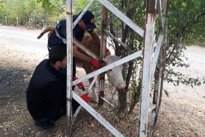 Ağaç ile direk arasına sıkışan inek kurtarıldı