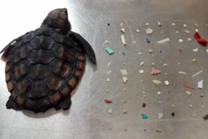 Ölen yavru deniz kaplumbağasının midesinden 104 plastik parçası çıktı