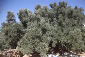 Yahudi yerleşimciler Filistinlilere ait zeytin ağaçlarını kesti
