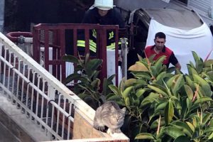 Mahsur kalan 'Hıçkırık' isimli kedi mahalleliyi seferber etti
