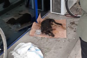 Zehirledikleri sokak köpeğini poşet içinde ölüme terk ettiler