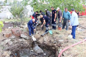 Foseptiğe düşen inek ve kaplumbağa kurtarıldı
