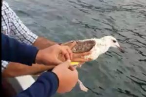 Bursa'da ayağına kanca takılan martıyı balığa çıkan polisler kurtardı