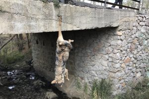 Köprü korkuluklarına asılı kurt ölüsünün sırrı çözüldü