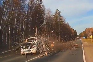 Rusya'da devrilen ağaç otomobili parçaladı