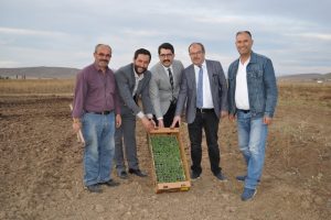 Demirözü'nde tarhun ekimi yapıldı