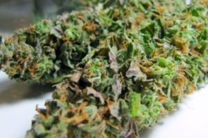 Toprağa gömülü 250 gram skunk ele geçirildi
