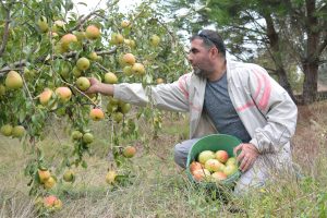 'Yetişmez' denilen yerde 40 ton deveci armudu üretti
