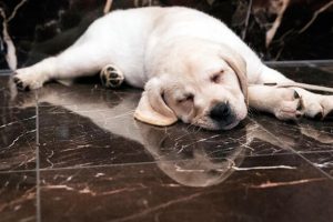 Yavru köpek, kadını silahla vurdu