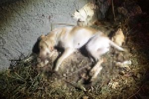Sokak köpeği, av tüfeği ile öldürüldü
