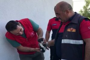 Yavru kedi 2 gün sonra kurtarıldı