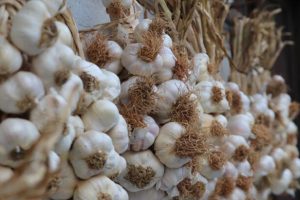 Sarımsak fiyatlarında düşüş başladı