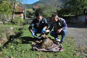 Köpeklerin saldırdığı karacayı kurtardı