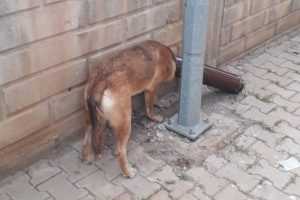 Kafası soba borusuna sıkışan köpek kurtarıldı