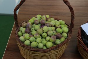 Zeytin ve Zeytinyağı Şenliği 11 Ekim'de yapılacak