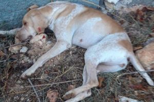 Sokak köpeğini işkenceyle öldürdüler