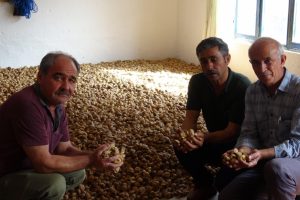 Tüccar fiyat kırınca kuru incir depoda kaldı
