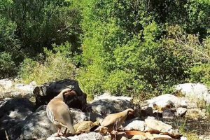 Yaban hayvanları, fotokapanla görüntülendi