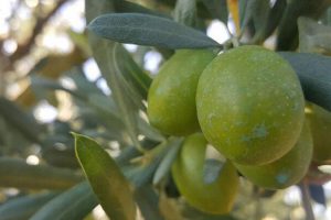 Zeytin ihracatı 142 milyon dolara ulaştı