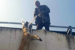 Köpeği boynundan köprüye astı
