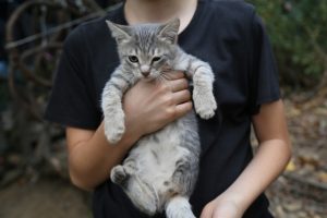 Üç ayaklı kedi ilgi odağı haline geldi