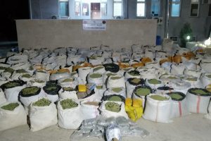 Terör operasyonunda 5 ton esrar ele geçirildi