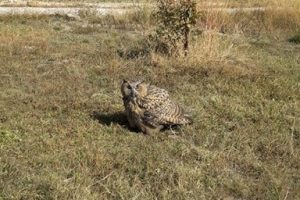 Yaralı Puhu tedavi altına alındı