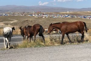 Kars'ta yılkı atları görüntülendi